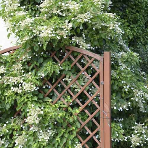 Hortensie cataratoare Mirranda, C2 imagine 1 articol 8219