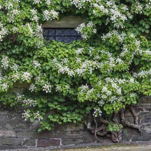 Hortensie cataratoare Take a chance ®, C2 imagine 1 articol 8220