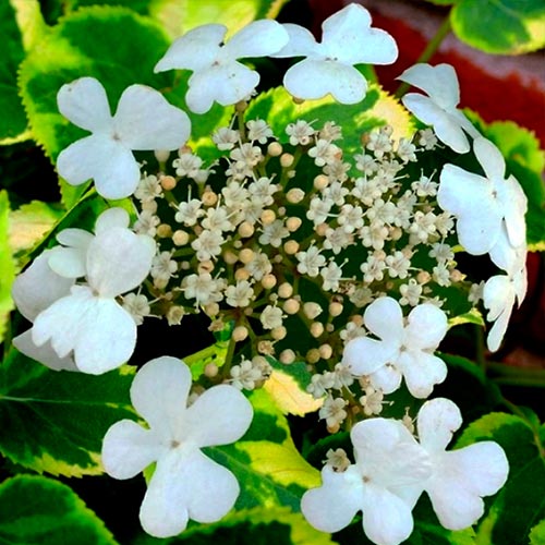 Hortensie Miranda articol fotografie 2 Hortensie Miranda imagine 2 articol 6566