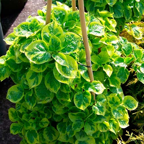 Hortensie Miranda articol fotografie 3 Hortensie Miranda imagine 3 articol 6566