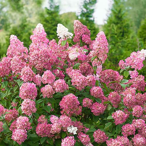 Hortensia paniculată Pink Diamond, P9 imagine 1 articol 9669