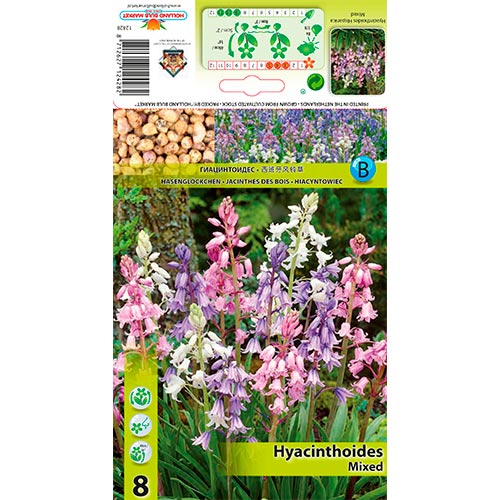 Clopoțel spaniol mix multicolor articol fotografie 1 Clopoțel spaniol mix multicolor imagine 1 articol 67368