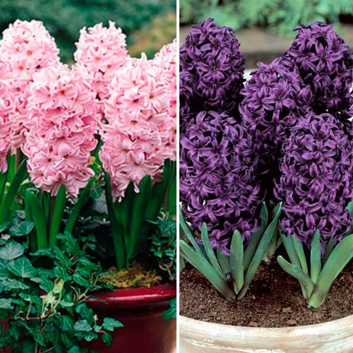 Super-ofertă! Set de Zambile de 2 soiuri imagine 1 articol 4331