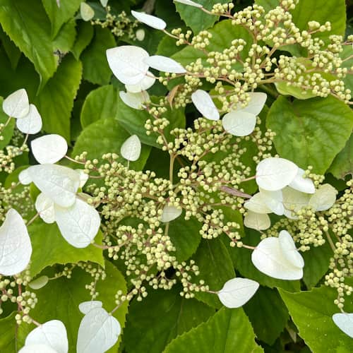 Hydrangea hydr. Burst of Light®, С2 imagine 1 articol 7775