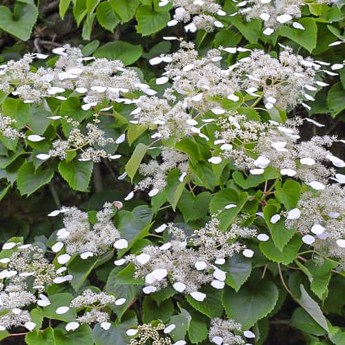 Hydrangea hydr. Moonlight, С2 imagine 1 articol 7776