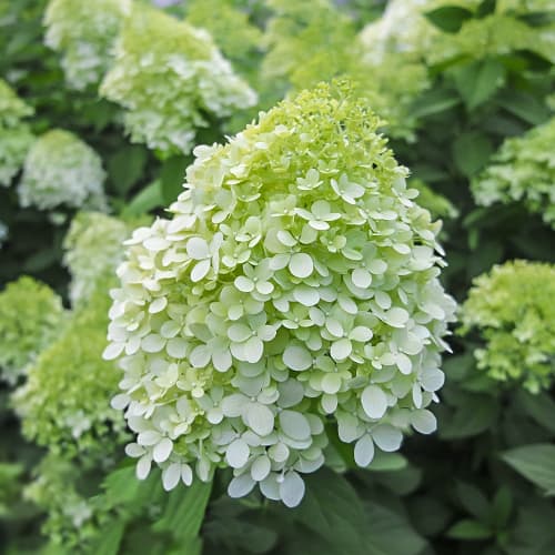Hydrangea panic. Little Spooky, С2 imagine 1 articol 7780