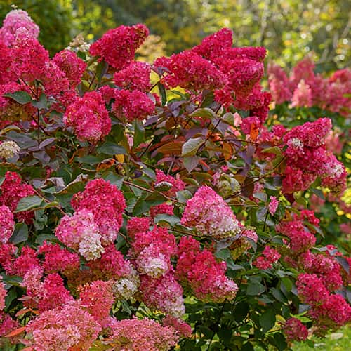 Hydrangea panic. Petite Flori, С2 imagine 1 articol 7781