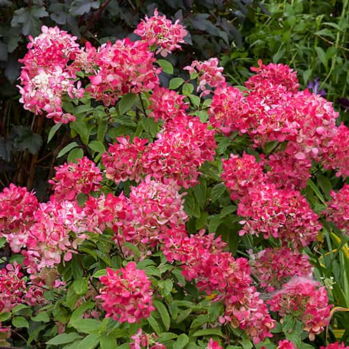 Hydrangea panic.Diamant Rouge Rendia, С2 imagine 1 articol 7778