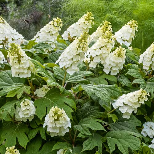 Hydrangea querc. Ice Crystal, С2 imagine 1 articol 7784