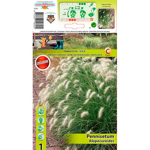 Iarbă chinezească (Pennisetum) Alopecuroides articol fotografie 1 Iarbă chinezească (Pennisetum) Alopecuroides imagine 1 articol 76345