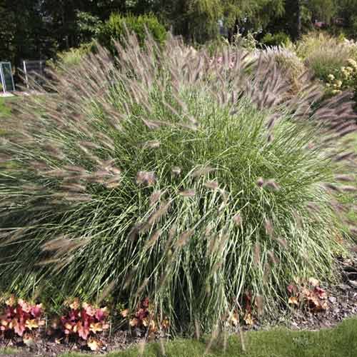Iarbă chinezească (Pennisetum) Hameln, C3 articol fotografie 1 Iarbă chinezească (Pennisetum) Hameln, C3 imagine 1 articol 8559