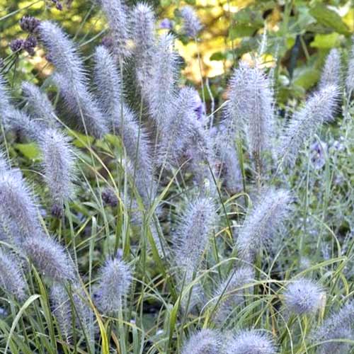 Iarbă chinezească (Pennisetum) Moudry, C3 articol fotografie 1 Iarbă chinezească (Pennisetum) Moudry, C3 imagine 1 articol 8560