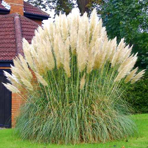 Seminţe Iarbă de Pampas albă imagine 1 articol 66851