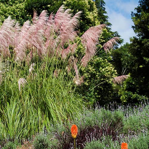 Iarbă de pampas Pink Feather, С2 articol fotografie 1 Iarbă de pampas Pink Feather, С2 imagine 1 articol 4751