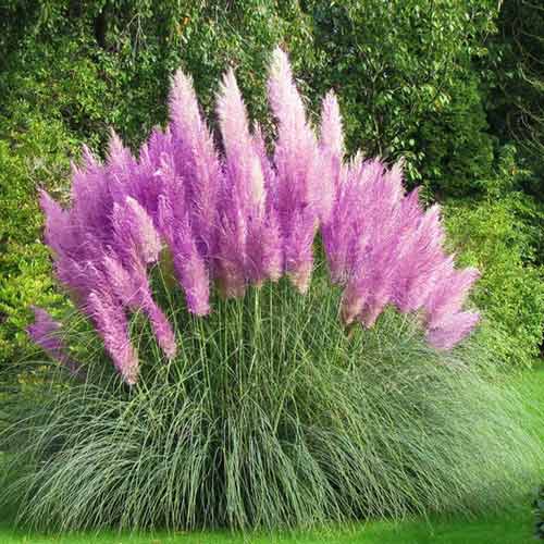 Semințe Iarbă de Pampas roz imagine 1 articol 66852