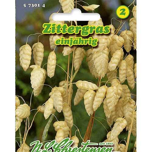 Iarbă decorativă (Briza maxima) Chrestensen articol fotografie 1 Iarbă decorativă (Briza maxima) Chrestensen imagine 1 articol 86125