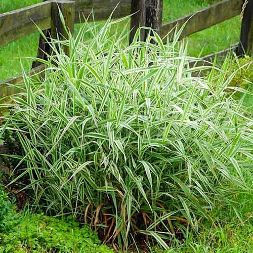 Iarbă decorativă (Phalaris) Luteopicta imagine 1 articol 4785