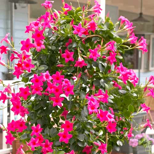 Iasomie braziliană (Mandevilla) Pink articol fotografie 1 Iasomie braziliană (Mandevilla) Pink imagine 1 articol 77813