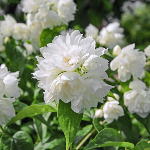 Iasomie Minesota Snowflake articol fotografie 1 Iasomie Minesota Snowflake imagine 1 articol 2039