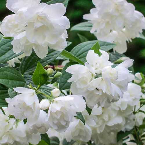 Iasomie Rosace imagine 1 articol 4788