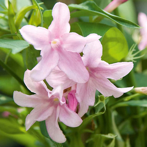 Iasomie Stephen articol fotografie 1 Iasomie Stephen imagine 1 articol 6569