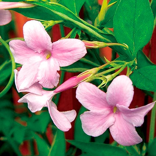 Iasomie Stephen articol fotografie 2 Iasomie Stephen imagine 2 articol 6569