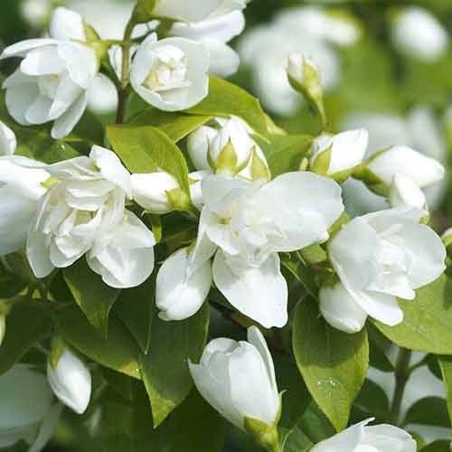 Iasomie Virginal imagine 1 articol 4787