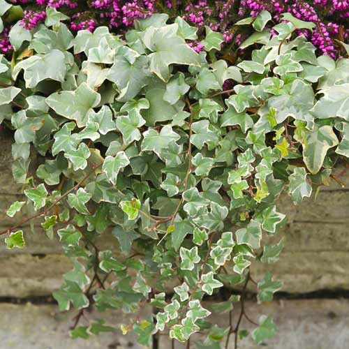 Hedera helix Bialystok, С2 imagine 1 articol 8217