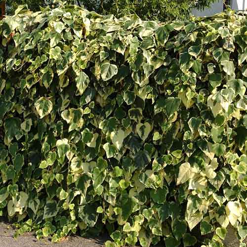 Iederă Gloire de Marengo imagine 1 articol 4774