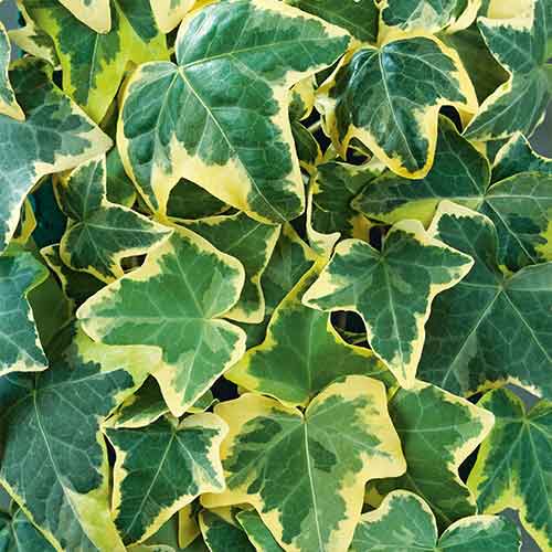 Iederă Golden Mathilda imagine 1 articol 4779