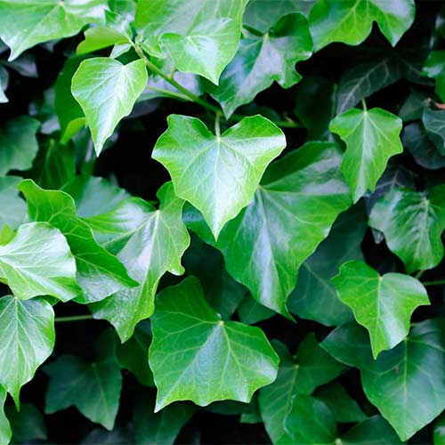 Iederă Greenheart imagine 1 articol 9084