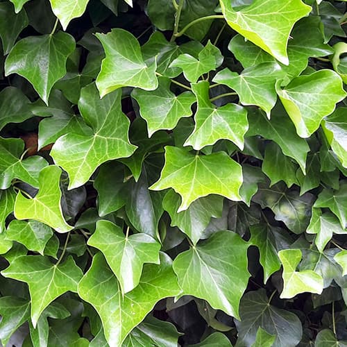 Iederă hibernica, P9 imagine 1 articol 9081