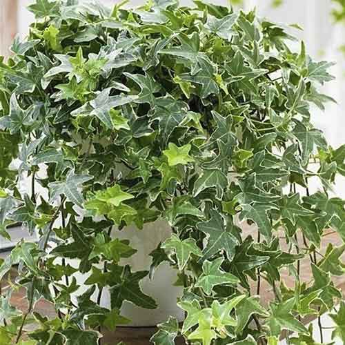 Iederă Mona Lisa articol fotografie 1 Iederă Mona Lisa imagine 1 articol 4782