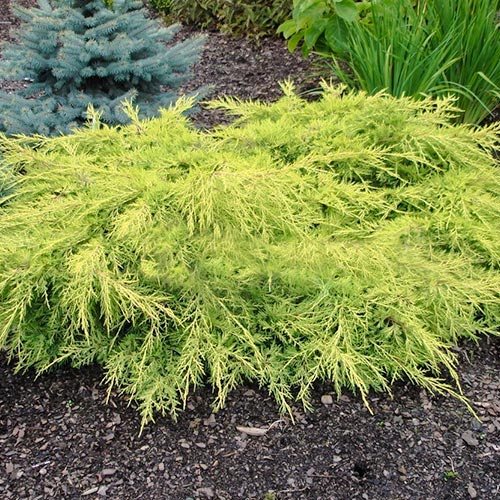 Ienupăr media Gold Star imagine 1 articol 9436