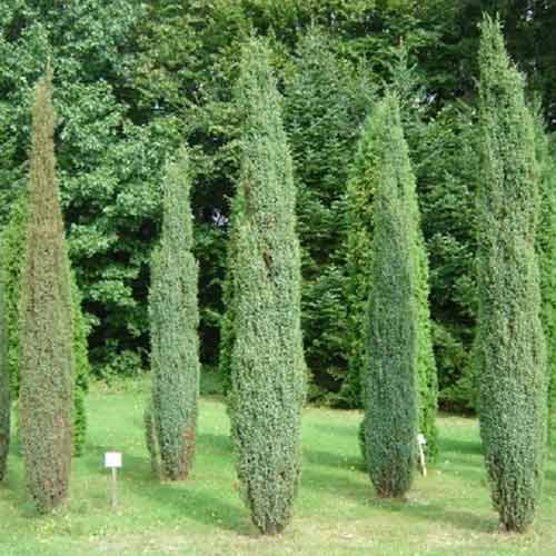 Ienupăr Arnold imagine 1 articol 4963