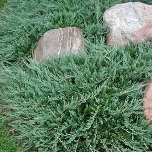 Ienupăr Bar Harbor imagine 1 articol 4964