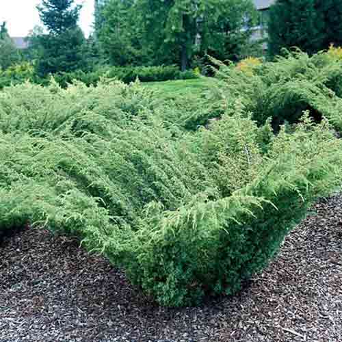 Ienupăr Barton imagine 1 articol 4504