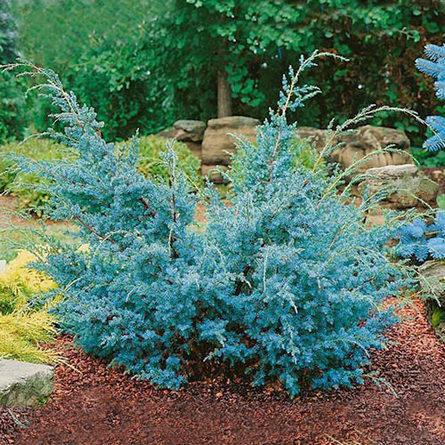 Ienupăr chinezesc Blue Alps imagine 1 articol 9456