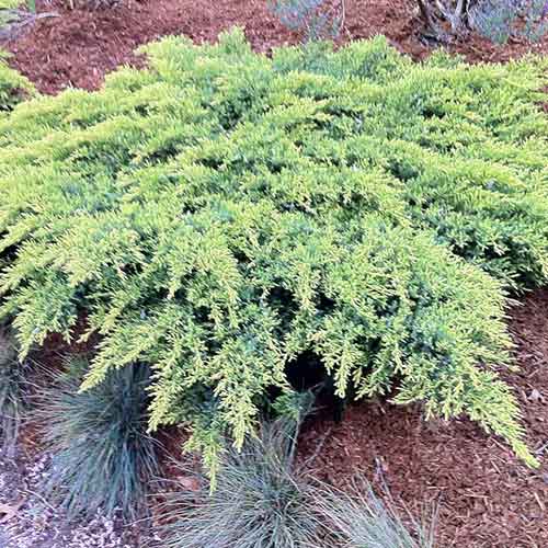 Ienupăr Daubs Frosted imagine 1 articol 4506