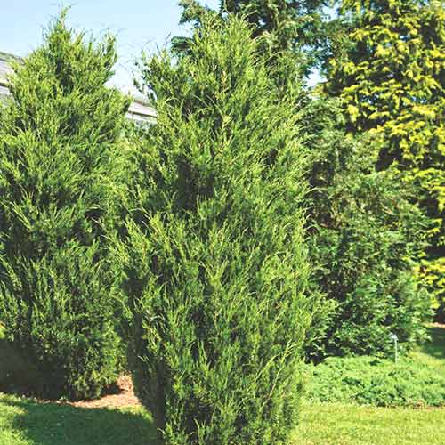 Ienupăr de Virginia Canaertii imagine 1 articol 9443