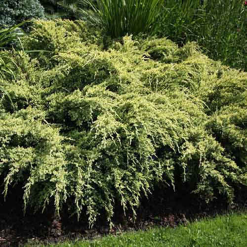 Ienupăr Dream Joy imagine 1 articol 4967