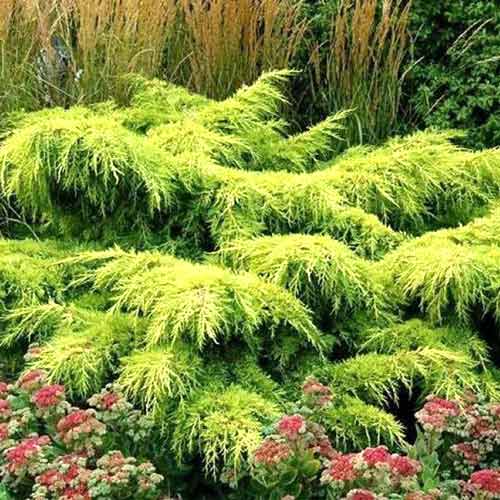 Ienupăr Gold Star imagine 1 articol 4508