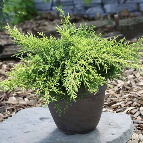 Ienupăr Goldkissen imagine 1 articol 4509