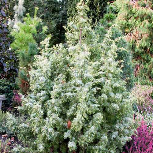 Ienupăr Kalebab imagine 1 articol 4067