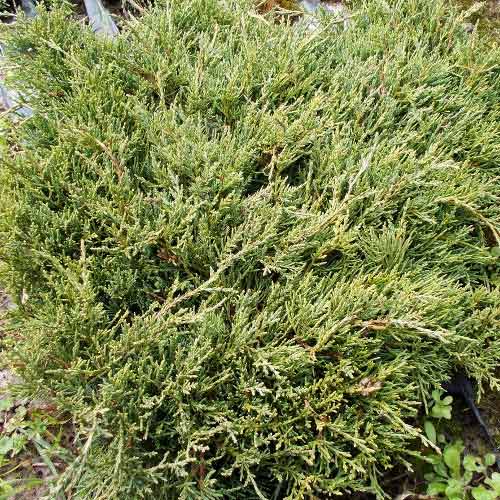 Ienupăr Lemon Hill imagine 1 articol 4069