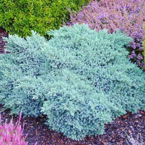 Ienupăr Little Joanna imagine 1 articol 4070