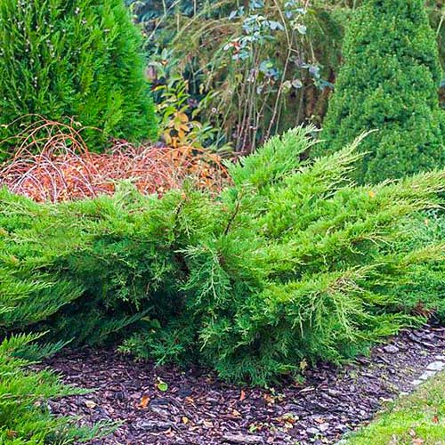 Ienupăr Mint Julep imagine 1 articol 9437