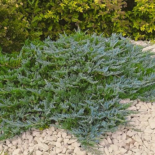 Ienupăr târâtor Blue Chip, Р9 imagine 1 articol 9434