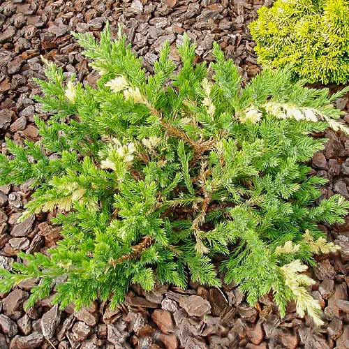 Ienupăr orizontal Expansa Variegata imagine 1 articol 9427