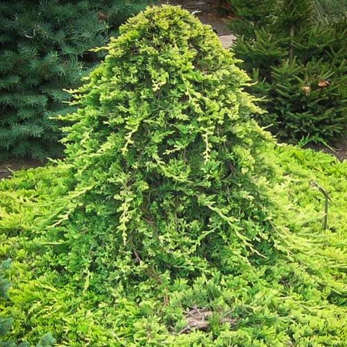 Ienupăr orizontal Golden Carpet imagine 1 articol 9435